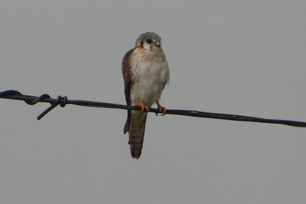 American Kestrel - ML642487379