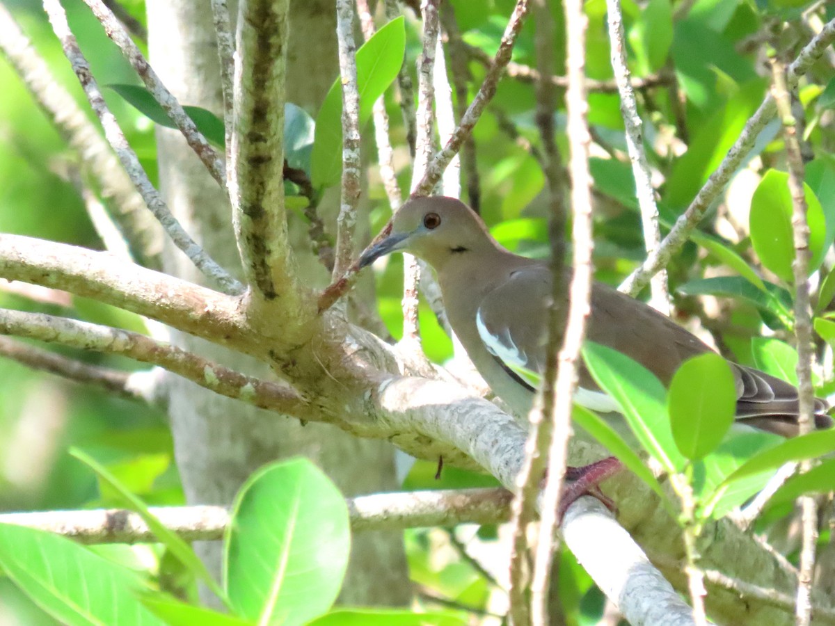 White-winged Dove - ML642487423