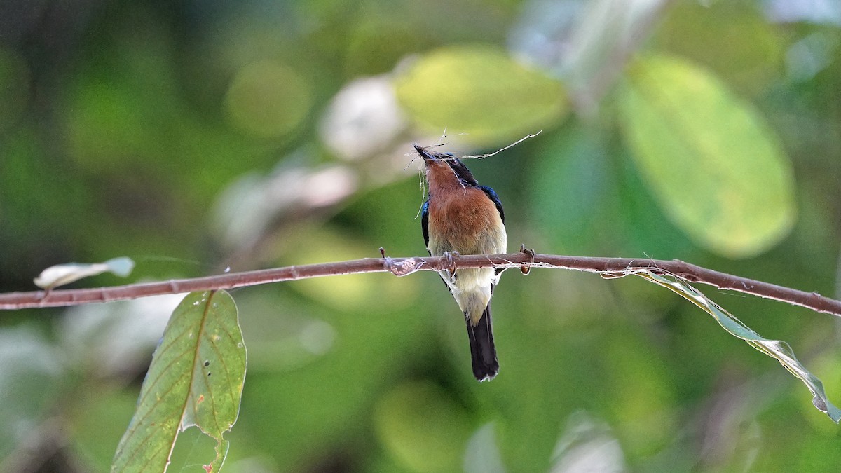 Ruby-cheeked Sunbird - ML642487440