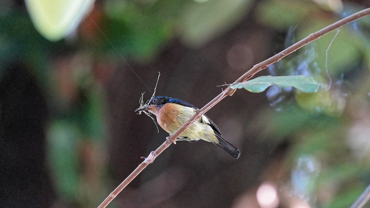 Ruby-cheeked Sunbird - ML642487441