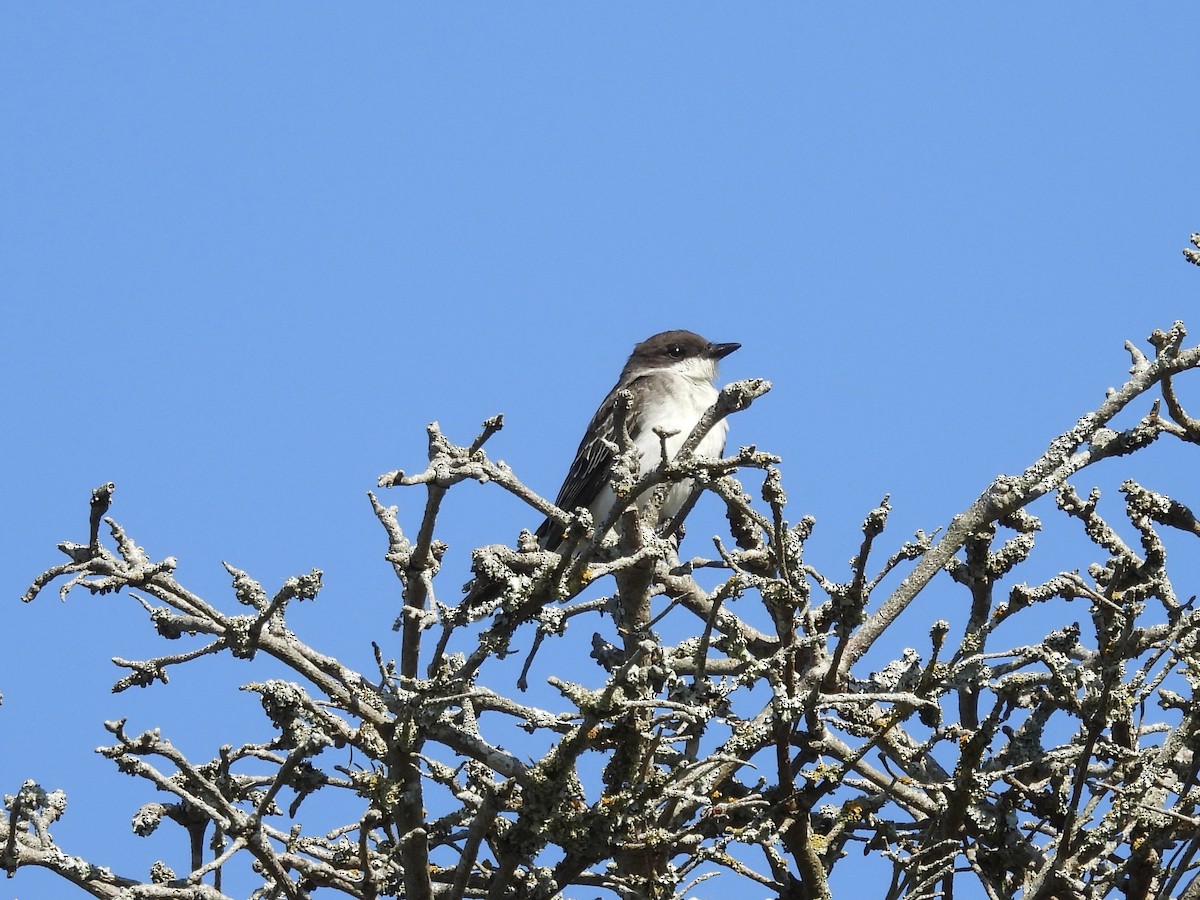 Eastern Kingbird - ML642487445
