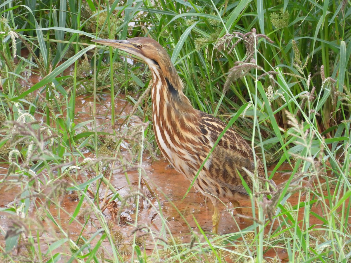 American Bittern - ML642487463