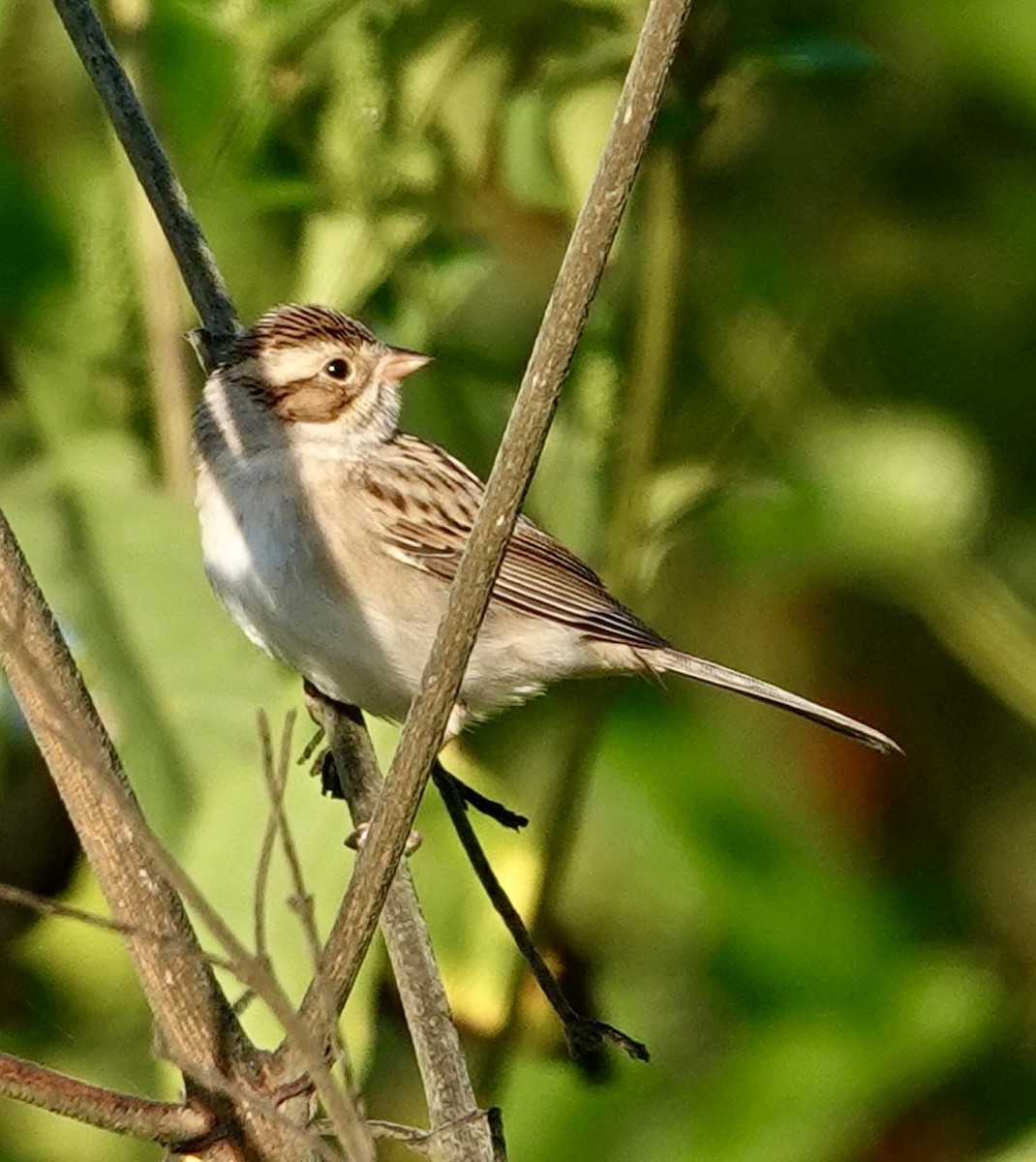 Clay-colored Sparrow - ML642487464