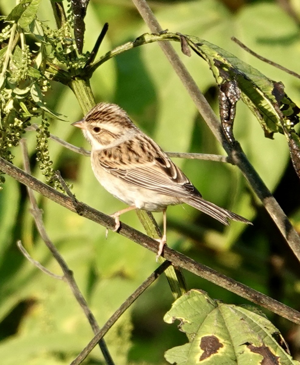 Clay-colored Sparrow - ML642487468