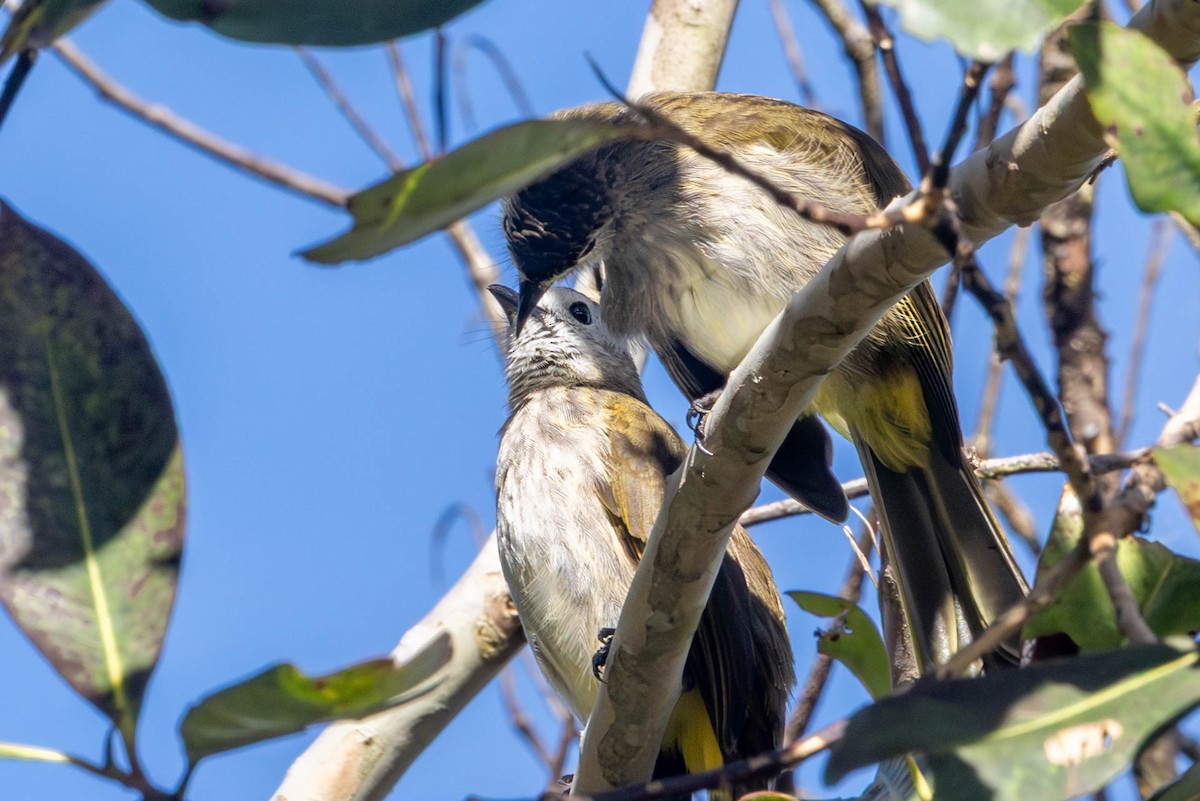 Pale-faced Bulbul - ML642487476