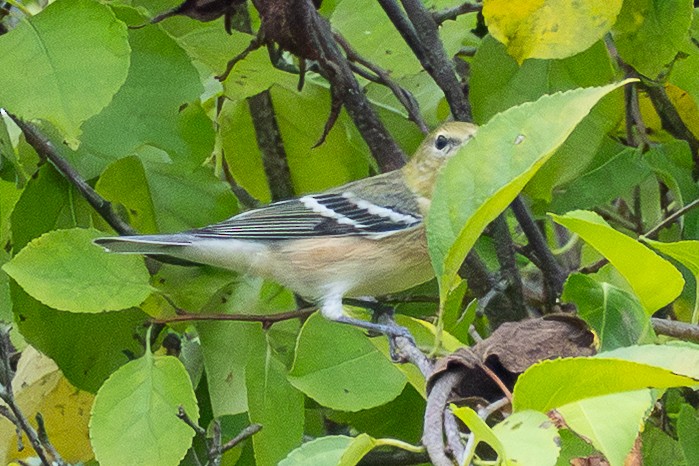 Bay-breasted Warbler - ML642487498
