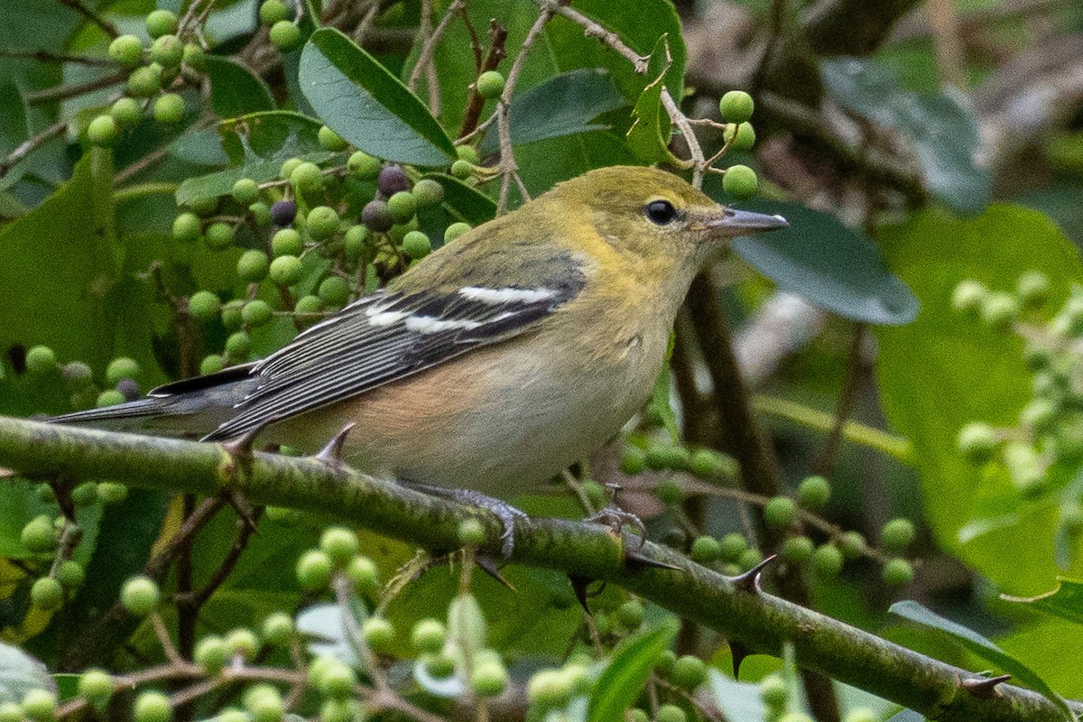 Bay-breasted Warbler - ML642487501