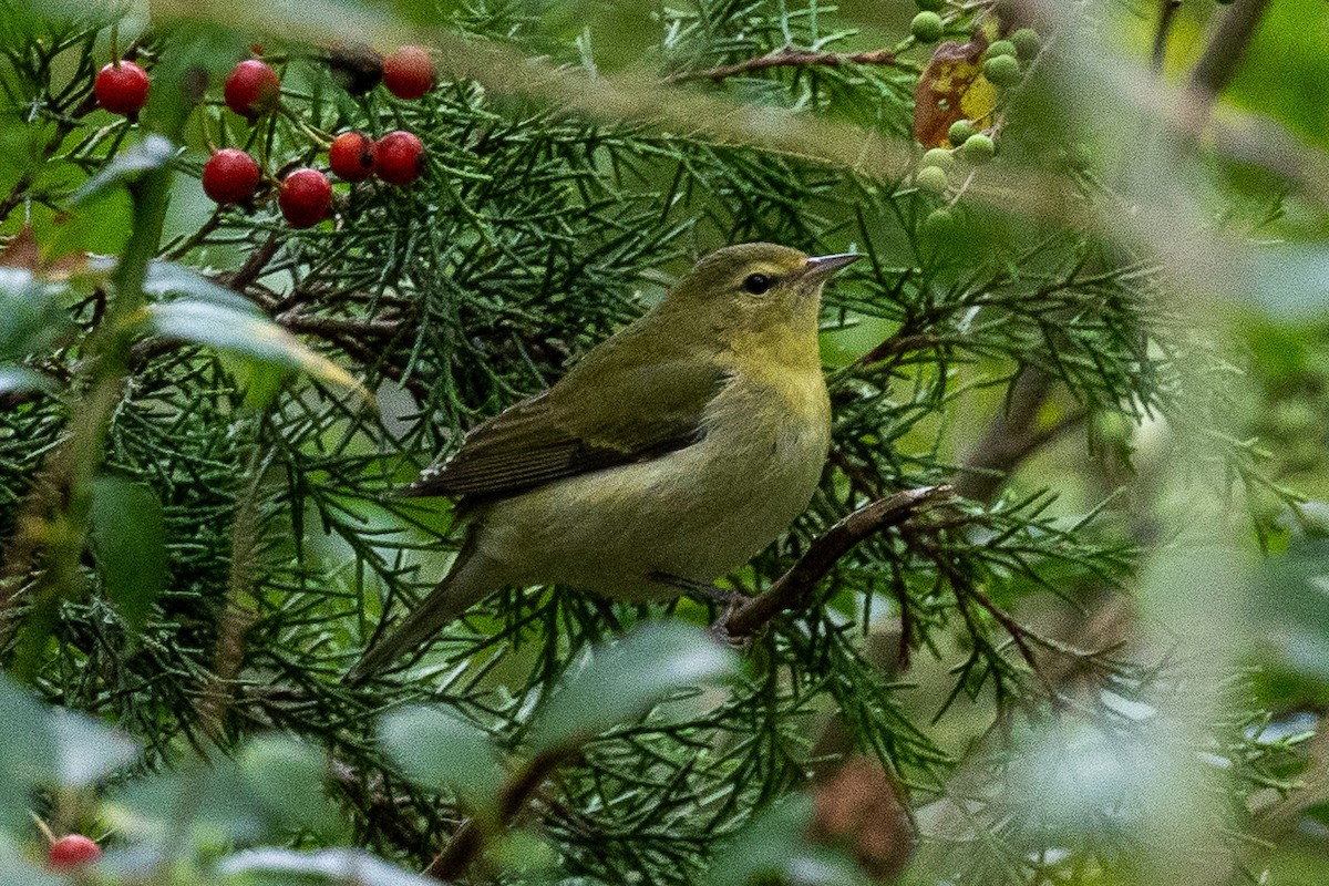 Tennessee Warbler - ML642487527