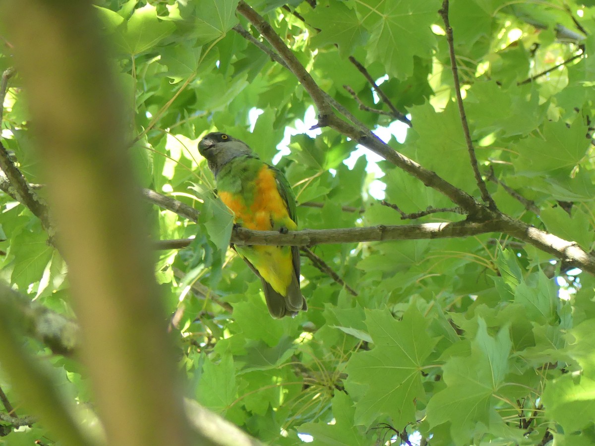 Senegal Parrot - ML642487574