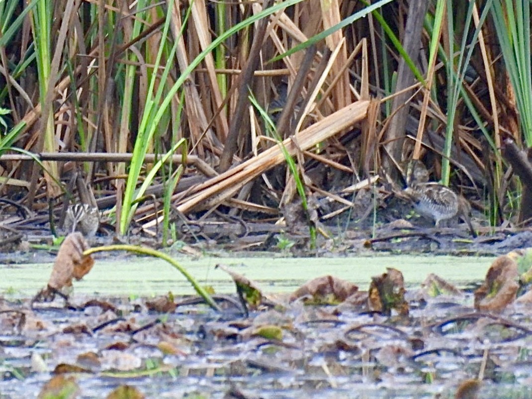 Wilson's Snipe - ML642487580