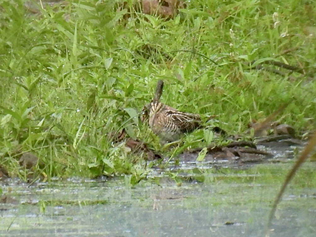 Wilson's Snipe - ML642487581