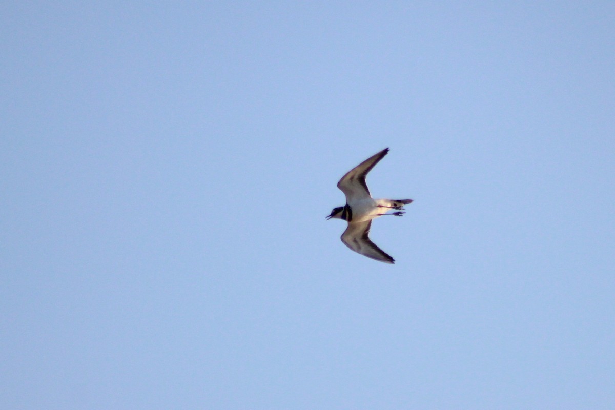 Killdeer - ML642487582