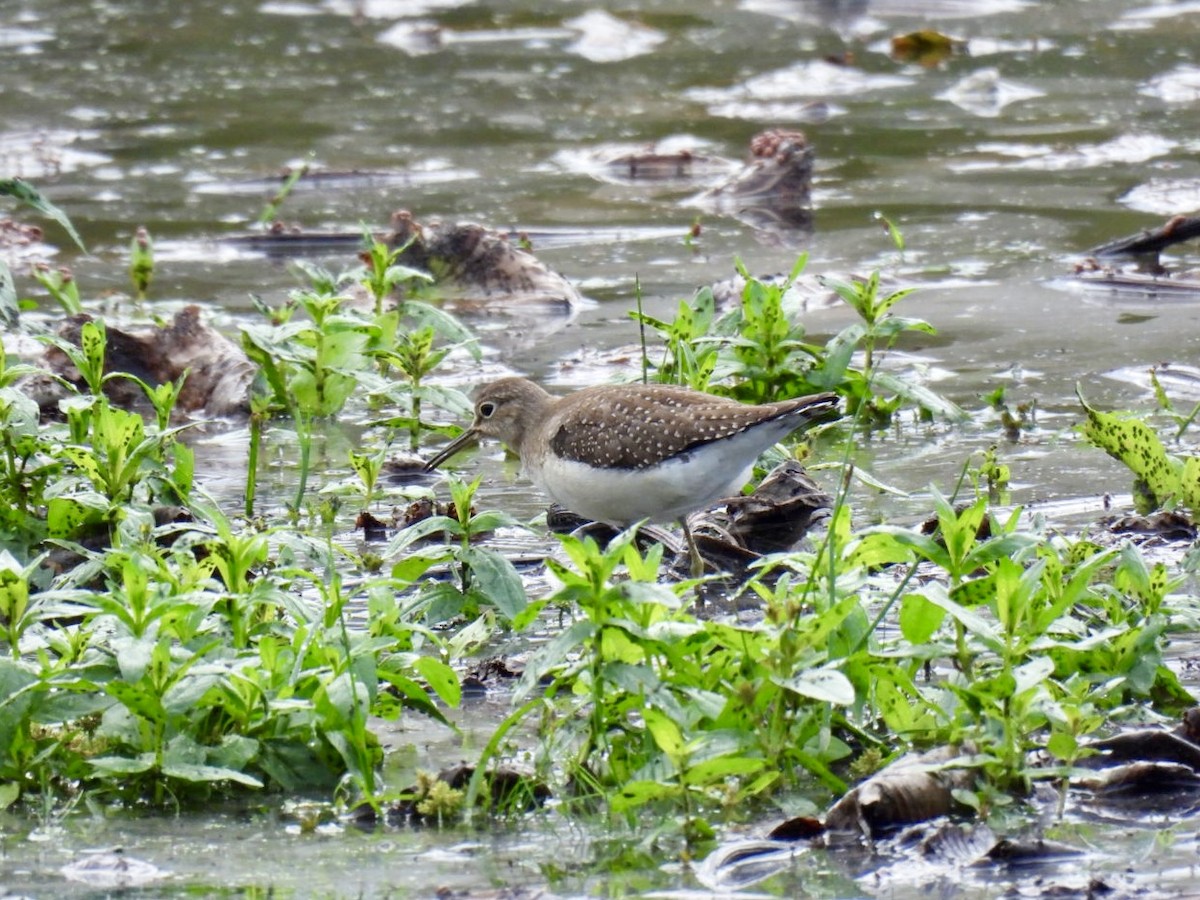 Solitary Sandpiper - ML642487590