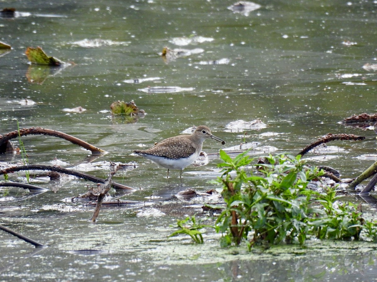 Solitary Sandpiper - ML642487591