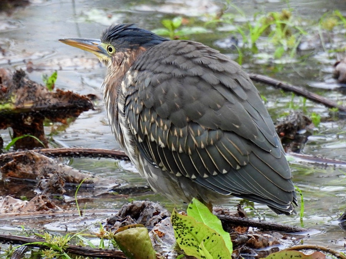 Green Heron - ML642487603