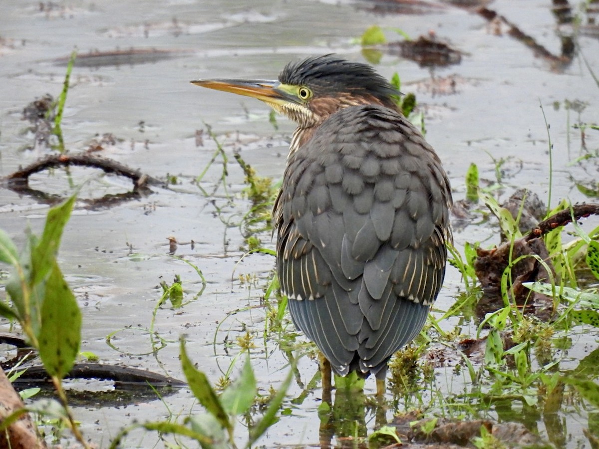 Green Heron - ML642487604