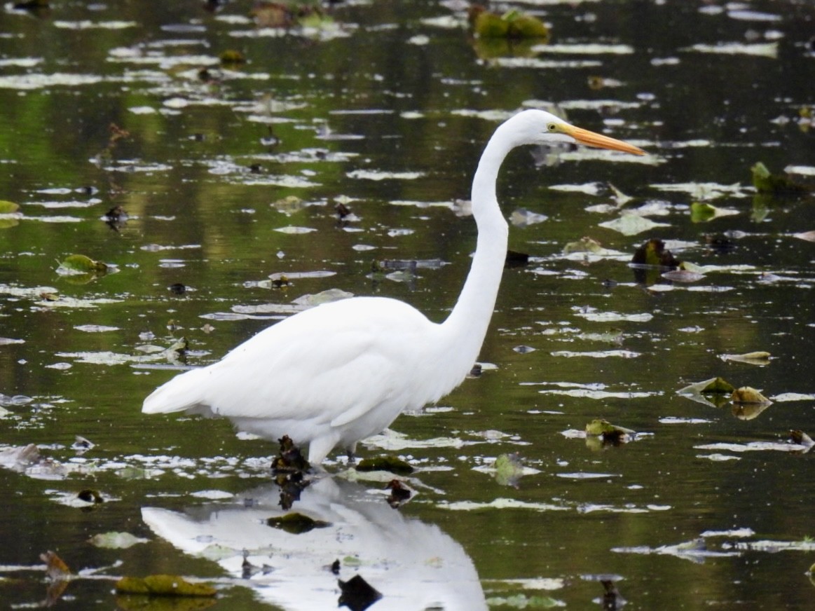 Great Egret - ML642487613
