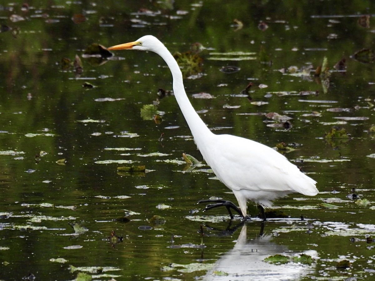 Great Egret - ML642487614