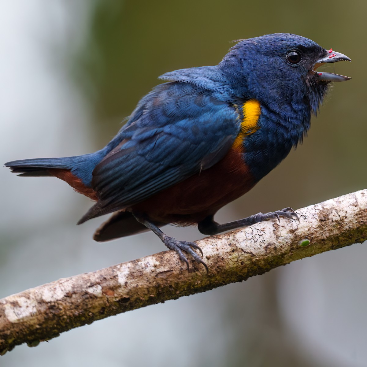Chestnut-bellied Euphonia - ML642487621