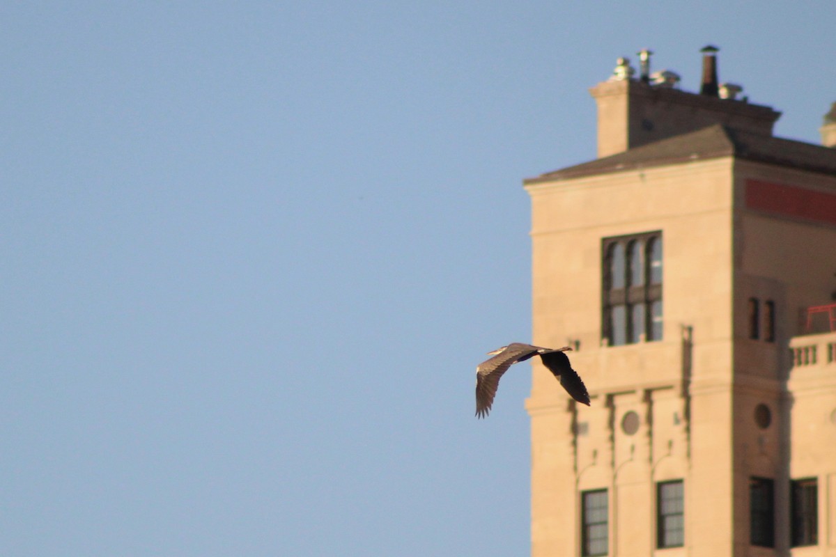 Great Blue Heron - ML642487622