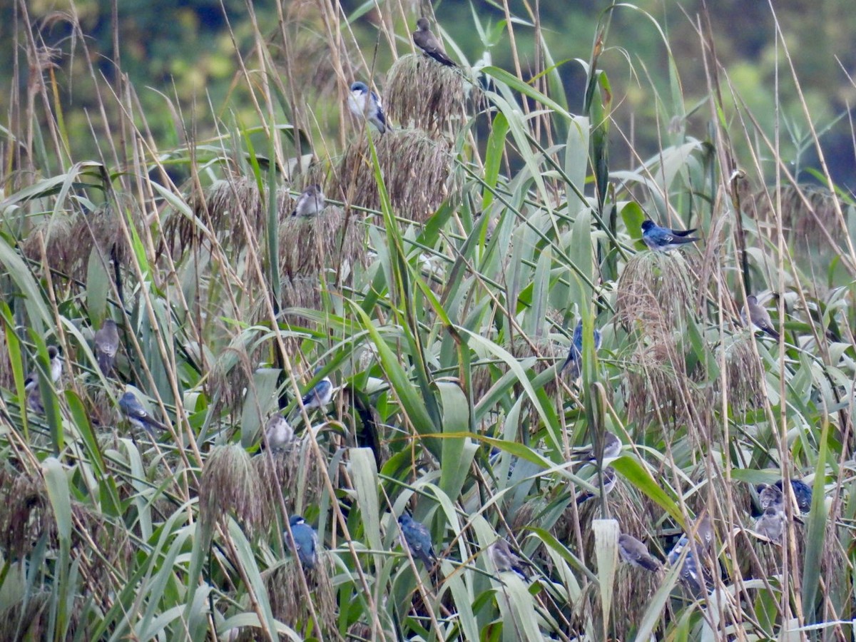 Tree Swallow - ML642487629