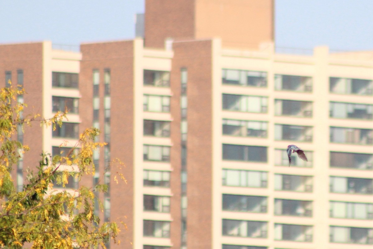 Blue Jay - ML642487636