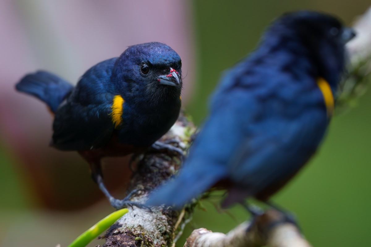 Chestnut-bellied Euphonia - ML642487641