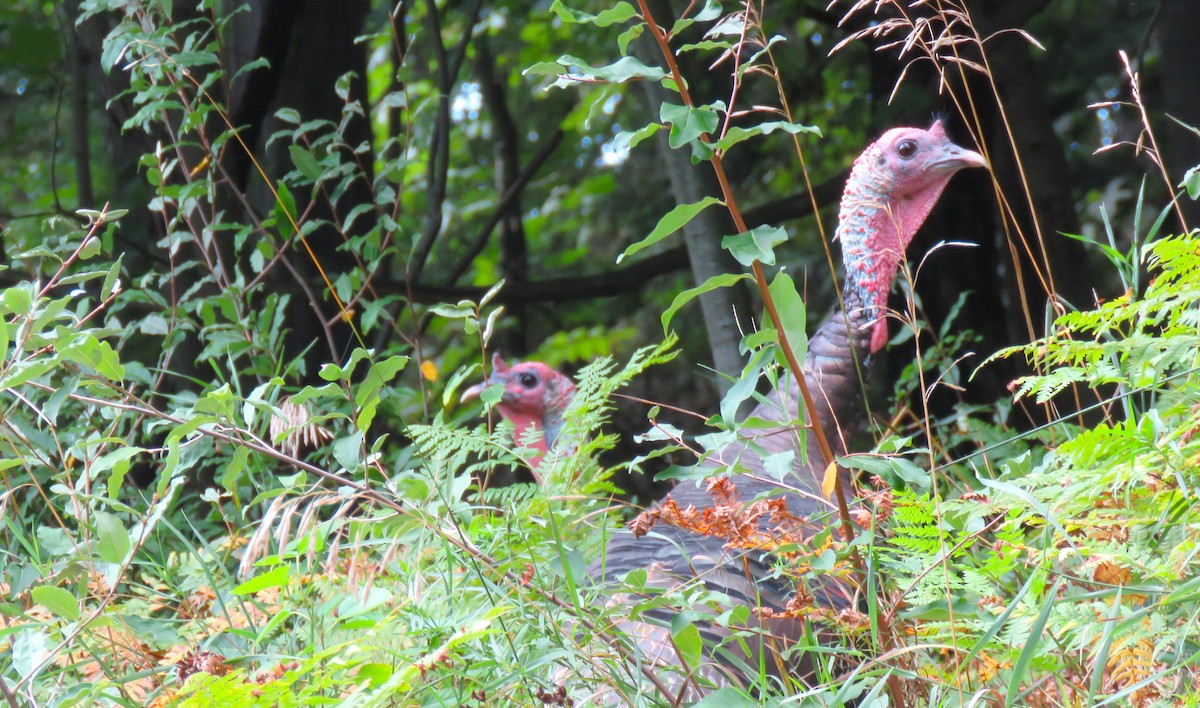 Wild Turkey - ML642487645