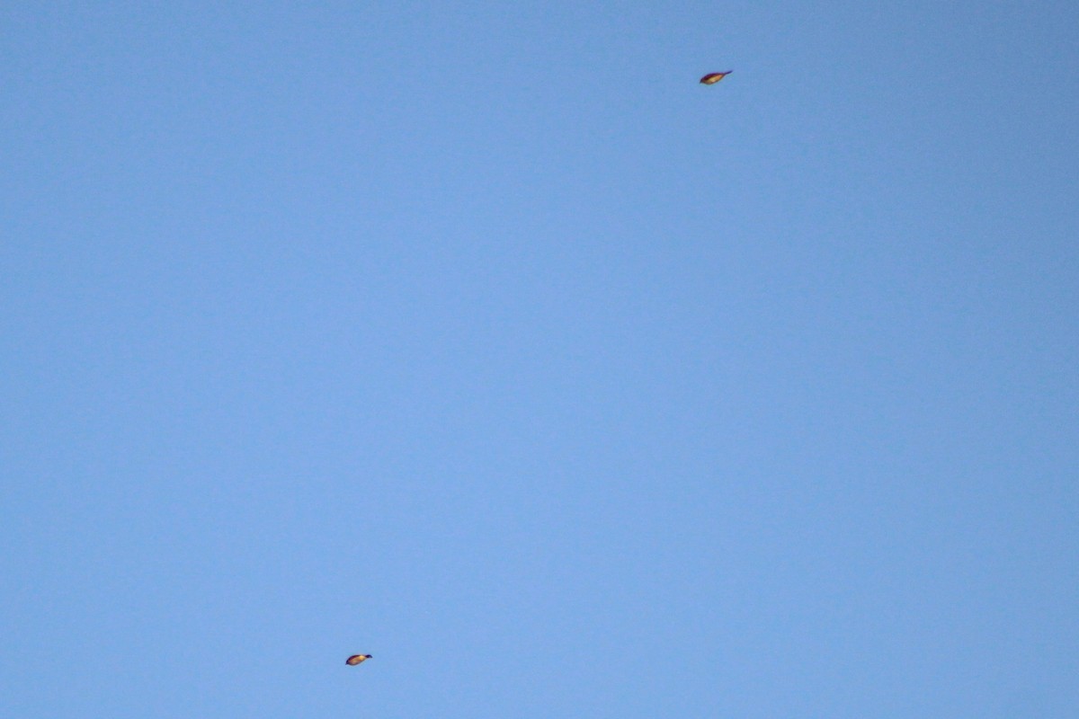 Palm Warbler (Western) - ML642487650