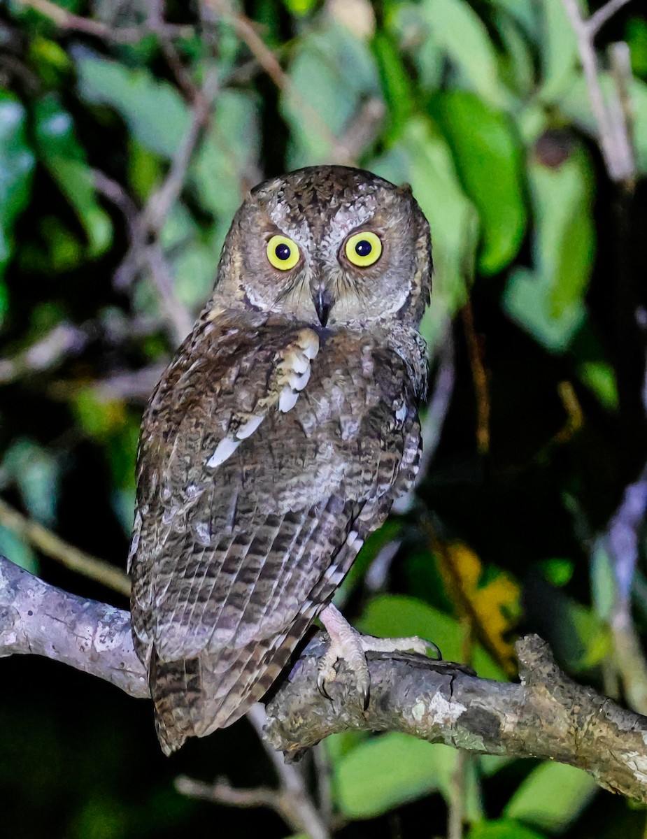Madagascar Scops-Owl - ML642487651
