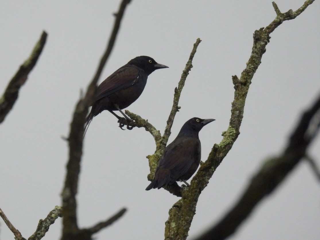 Common Grackle - ML642487652