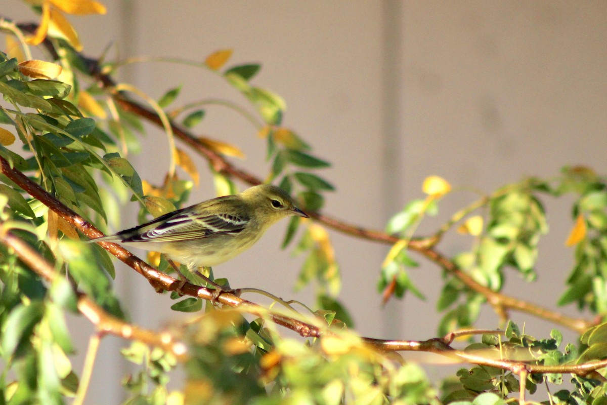 Blackpoll Warbler - ML642487654
