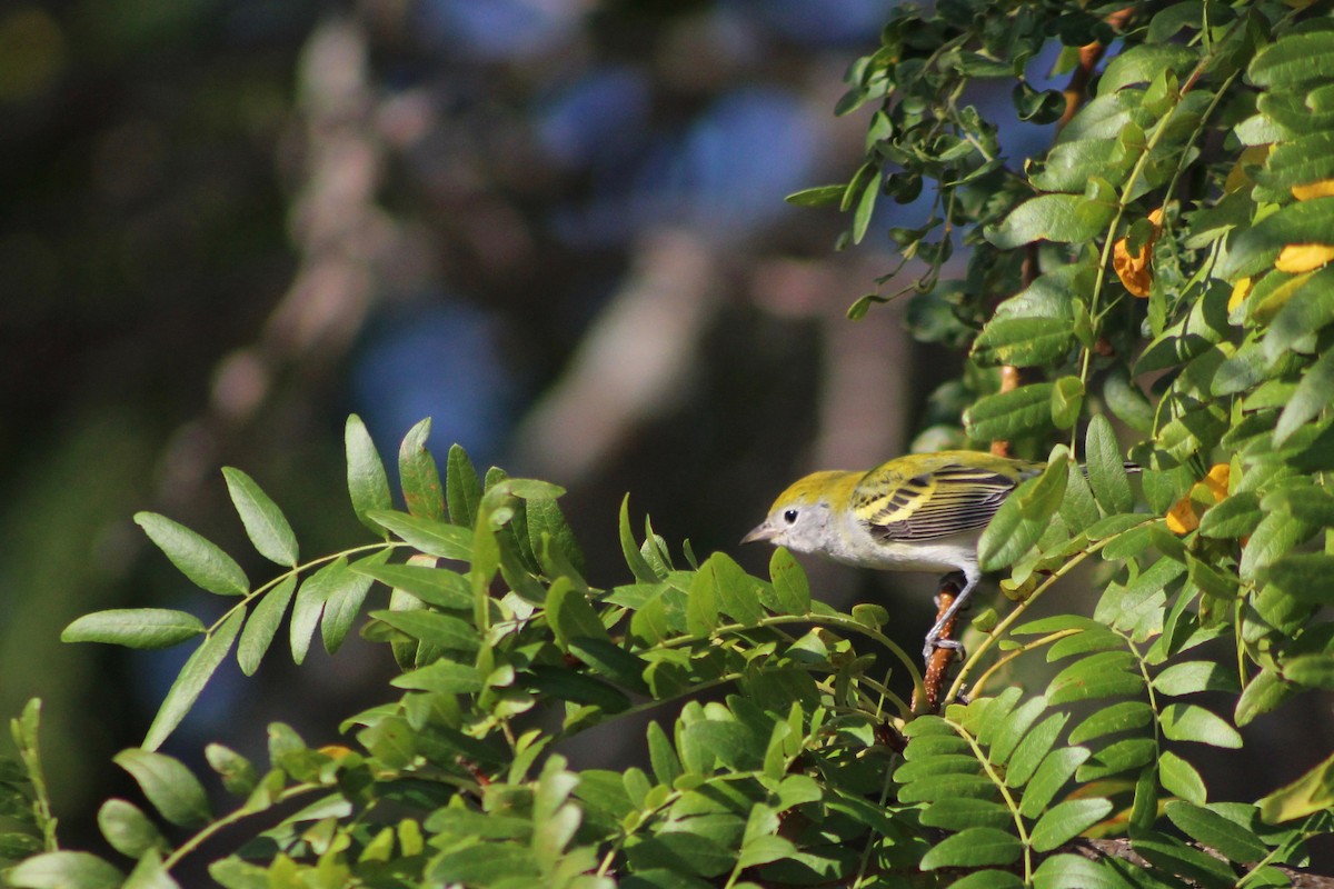 Chestnut-sided Warbler - ML642487674