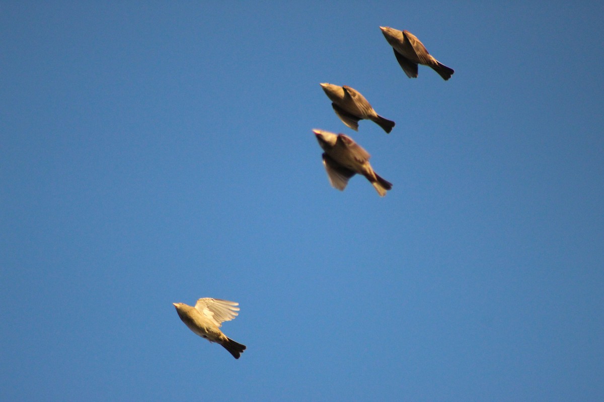 House Sparrow - ML642487711