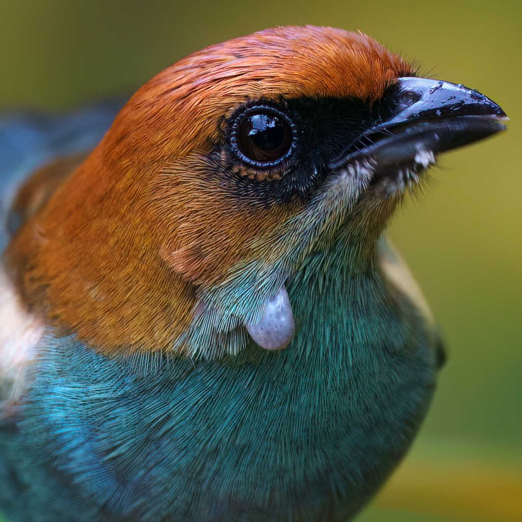 Chestnut-backed Tanager - ML642487715