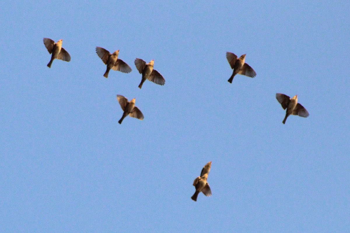 House Sparrow - ML642487716