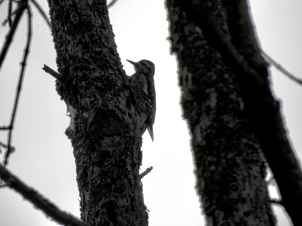 Yellow-bellied Sapsucker - ML642487727