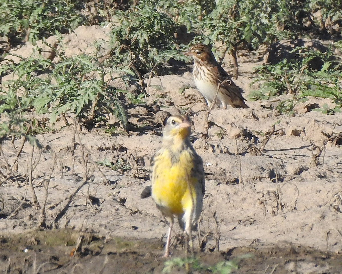 Vesper Sparrow - ML642487732