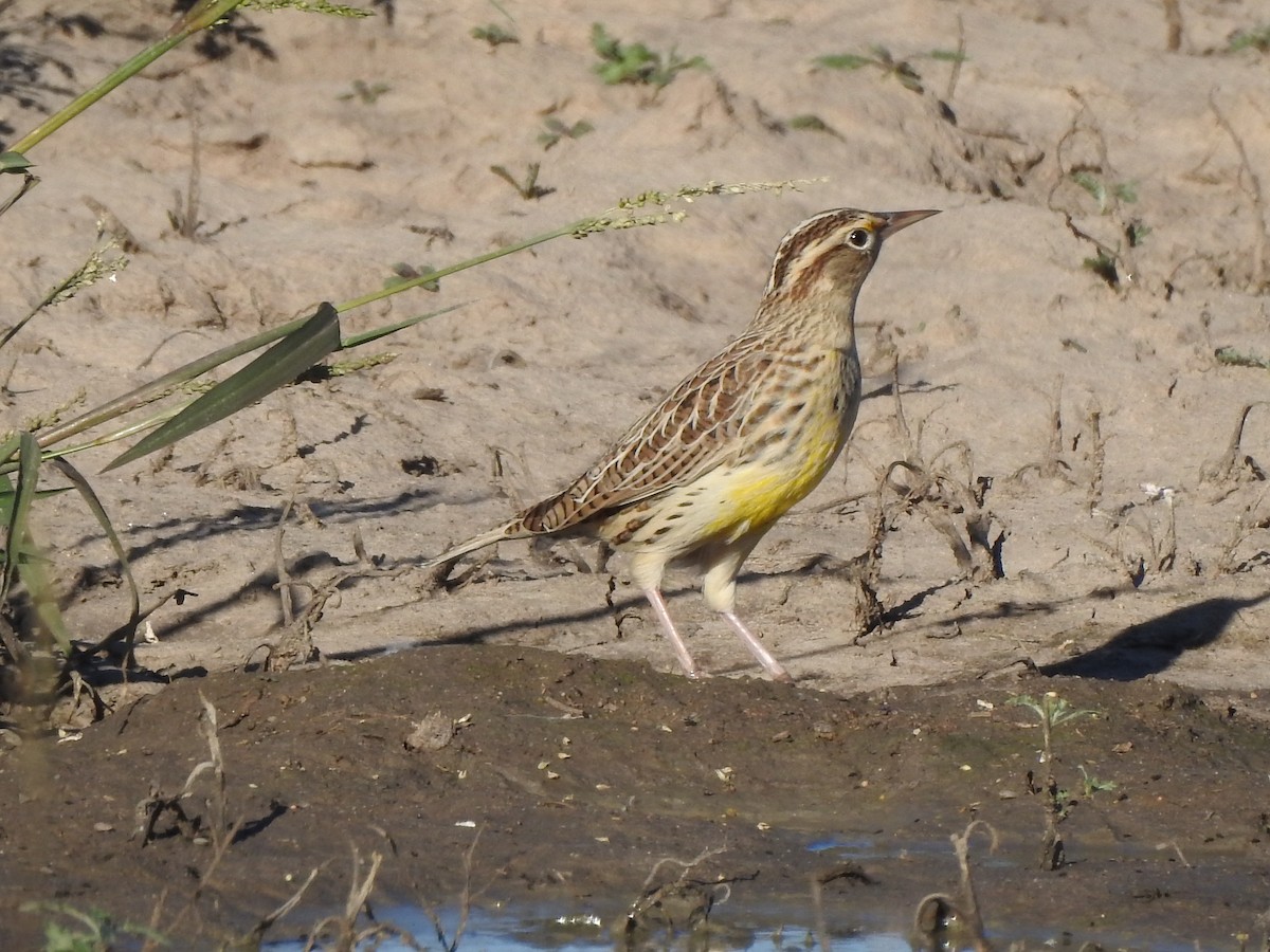 Western Meadowlark - ML642487740