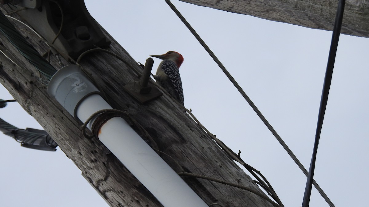 Red-bellied Woodpecker - ML642487777
