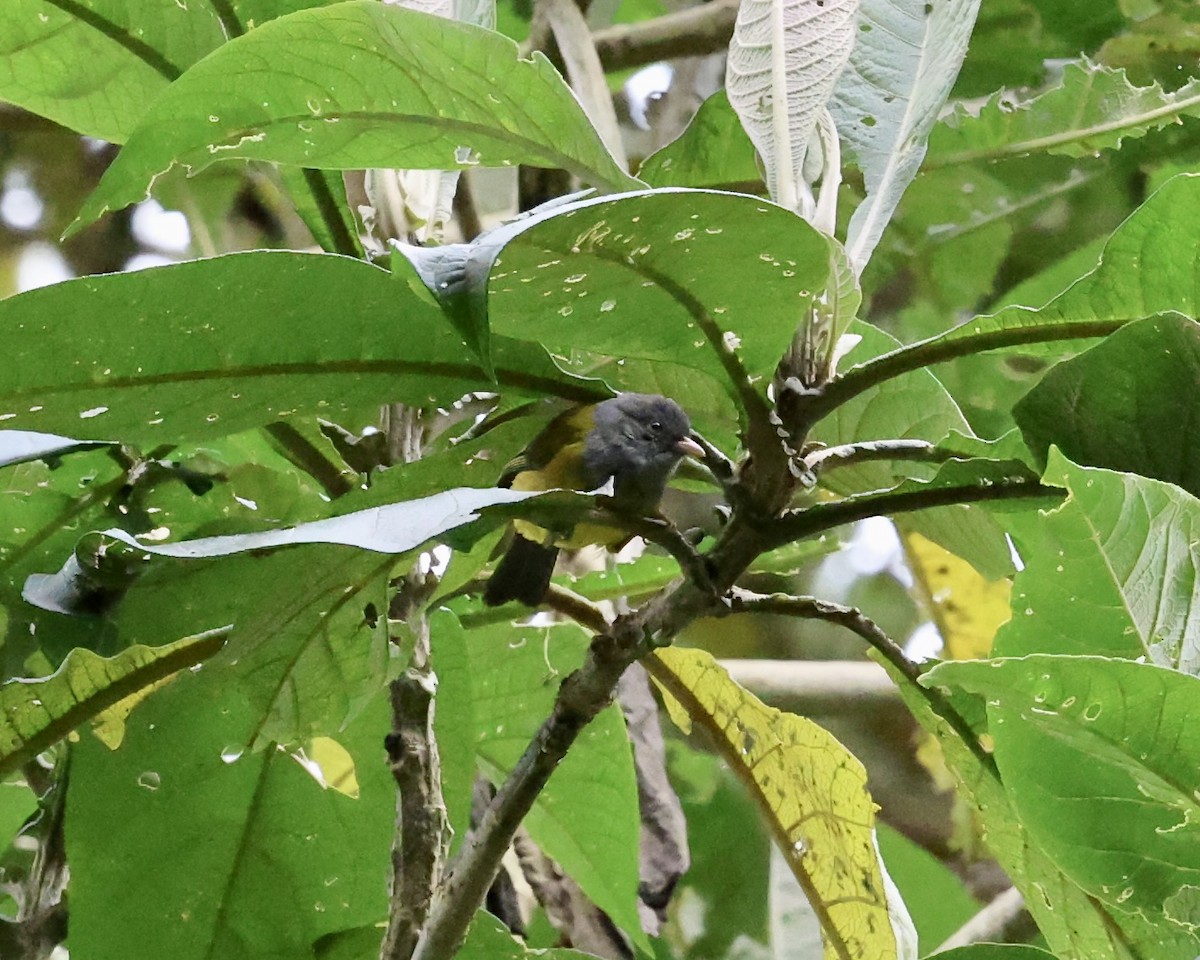 Gray-hooded Bush Tanager - ML642487787