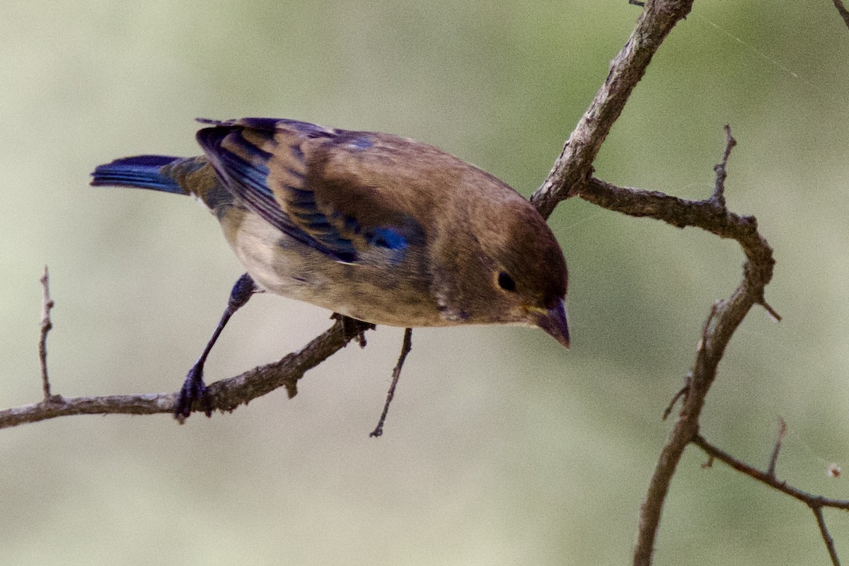 Indigo Bunting - ML642487790