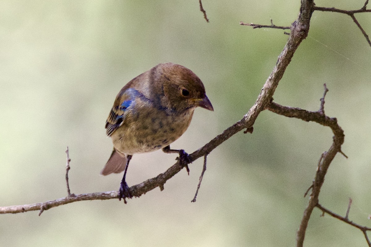 Indigo Bunting - ML642487791