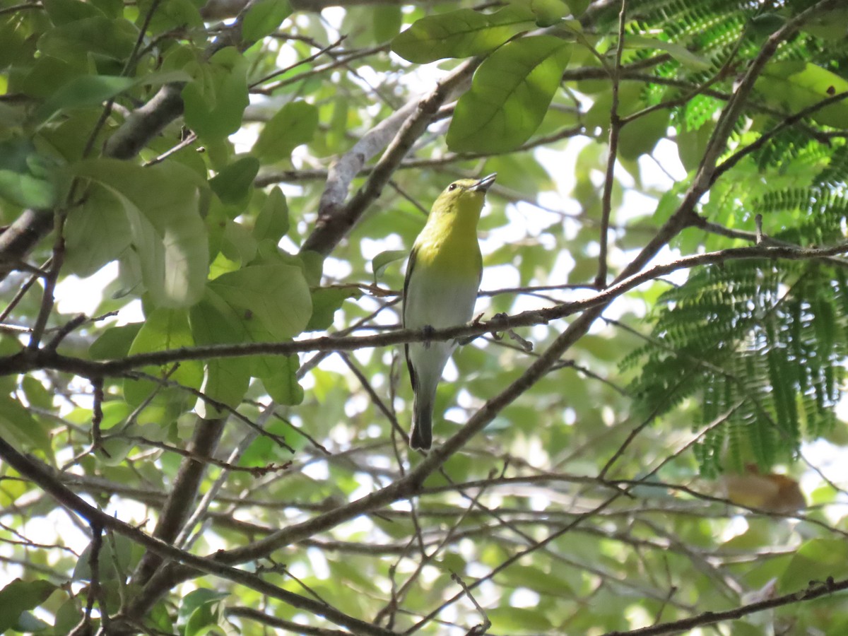 Yellow-throated Vireo - ML642487826