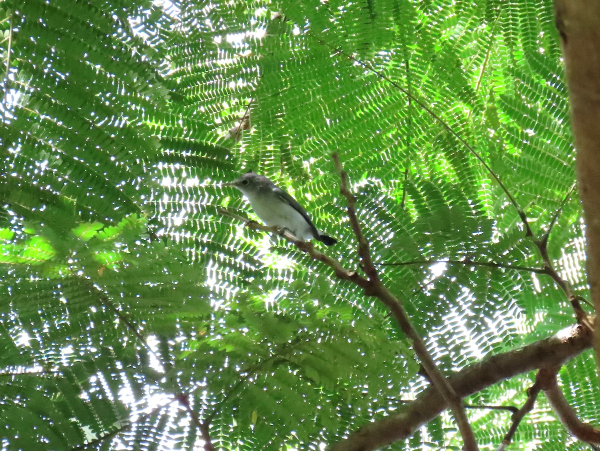Blue-gray Gnatcatcher - ML642487833