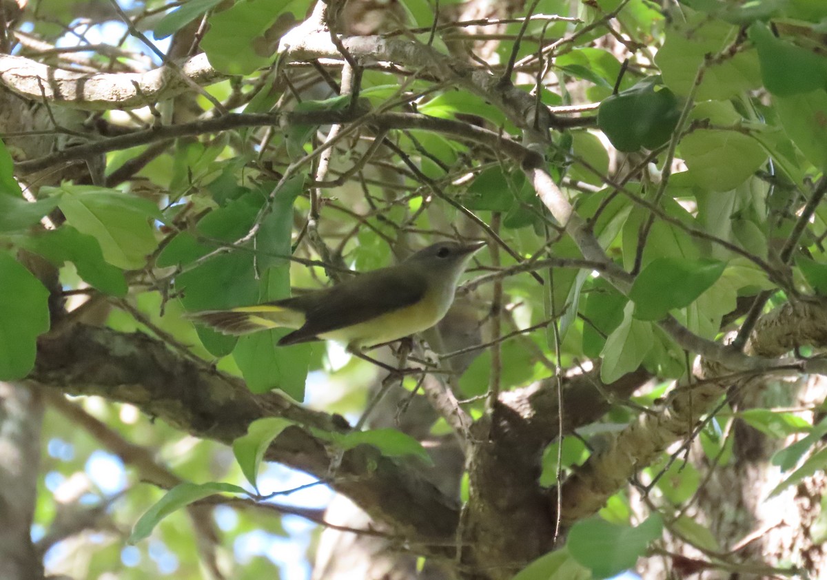 American Redstart - ML642487835