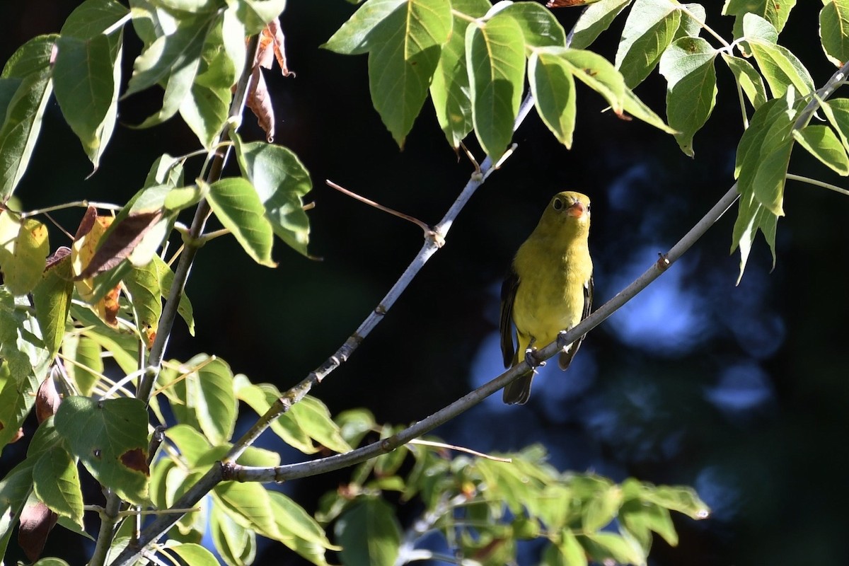 Scarlet Tanager - ML642487847