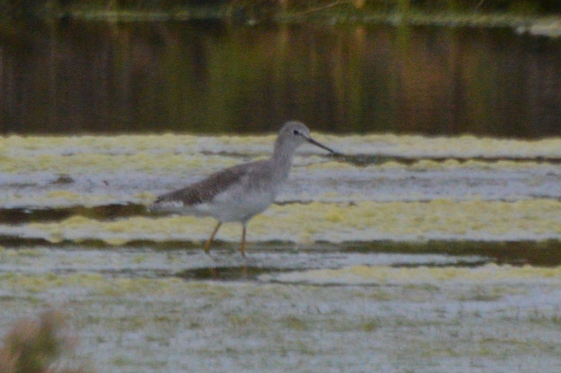 Lesser Yellowlegs - ML642487862