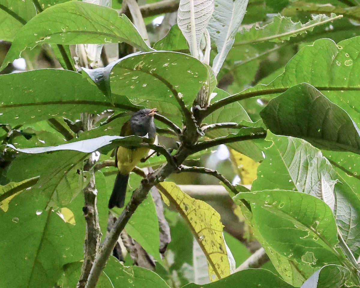 Gray-hooded Bush Tanager - ML642487896