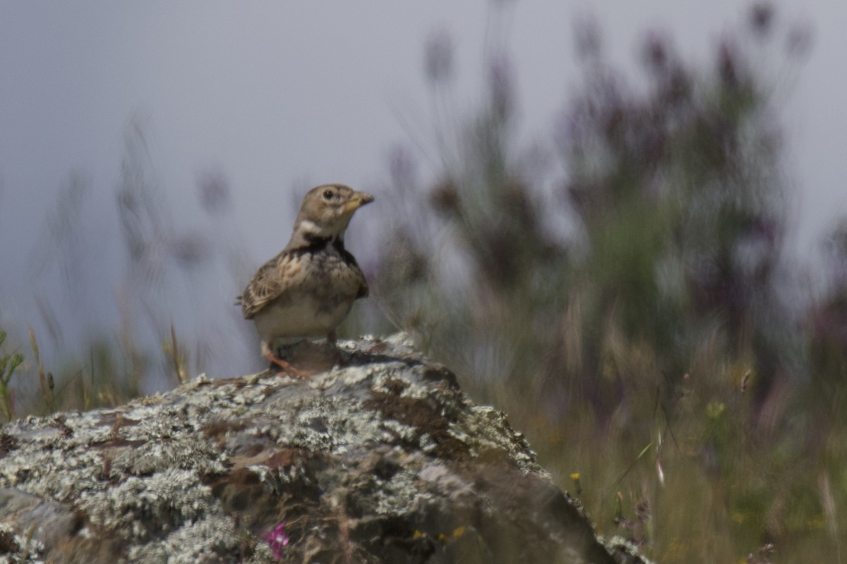 Calandra Lark - ML642487903